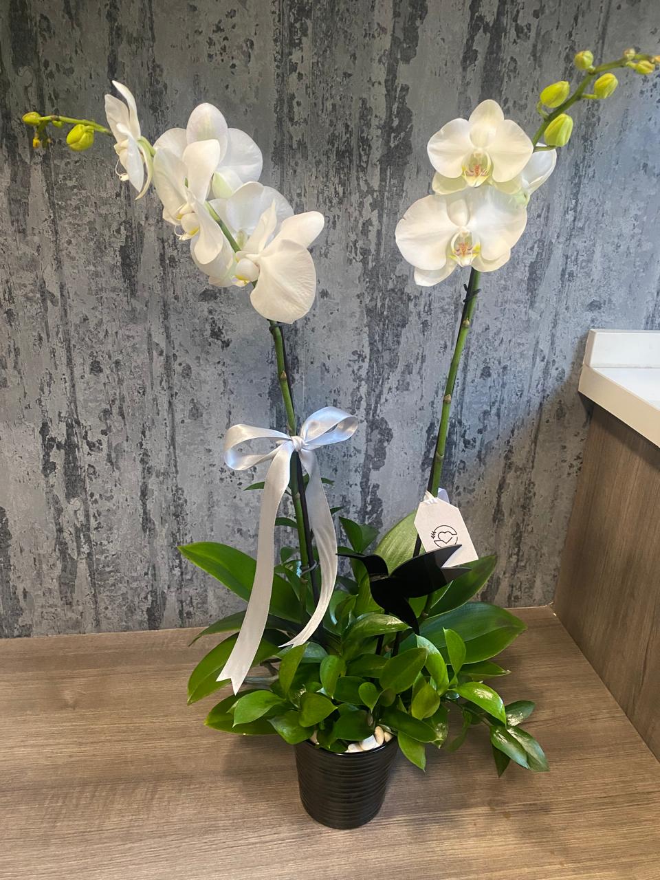 Orquideas de paz
