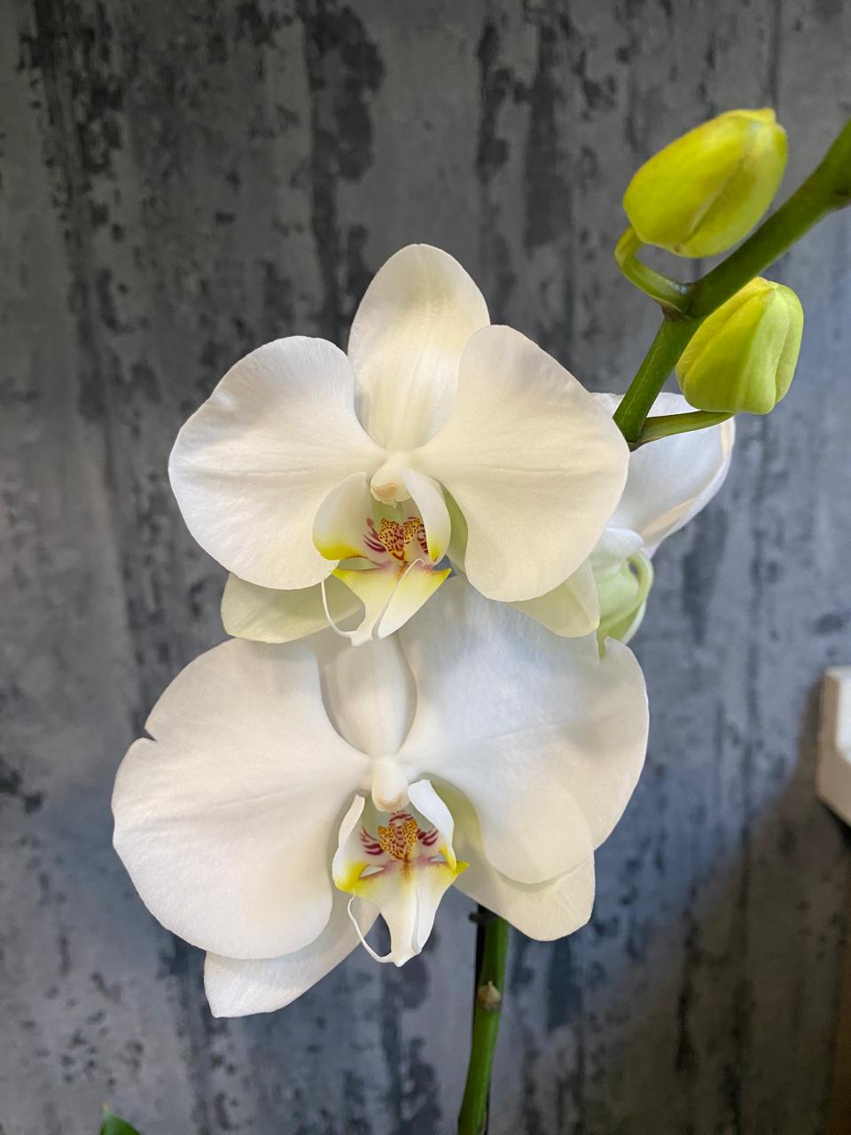 Orquideas de paz